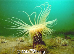 This shot is of a burrowing anenome called a Northern Cer... by Mike Strong 
